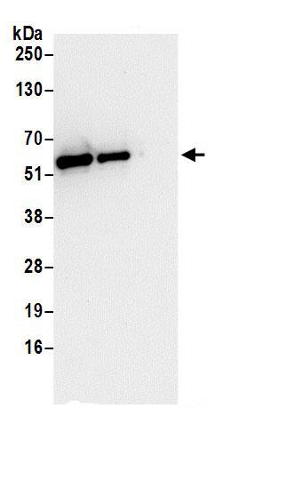 GRASP55 Antibody