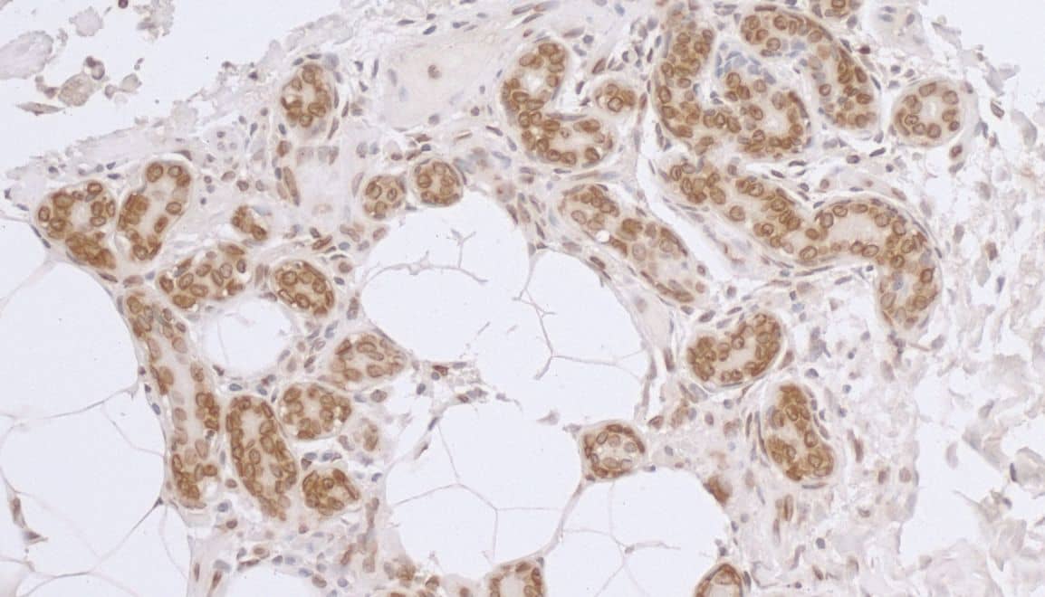 Thymopoietin/LAP2 Antibody