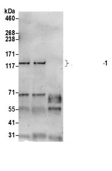 HA-1 Antibody