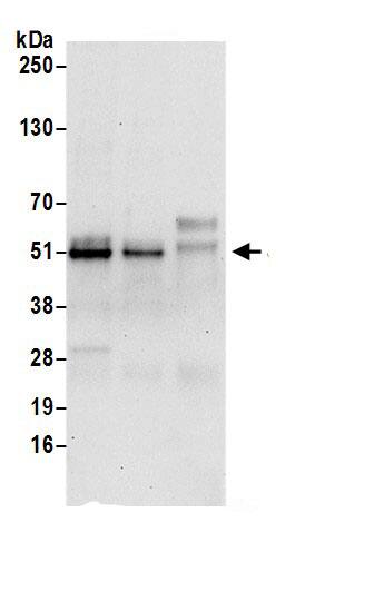 SYAP1 Antibody