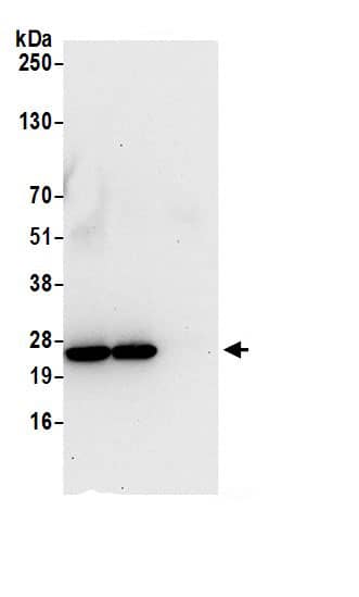 HSPC111 Antibody