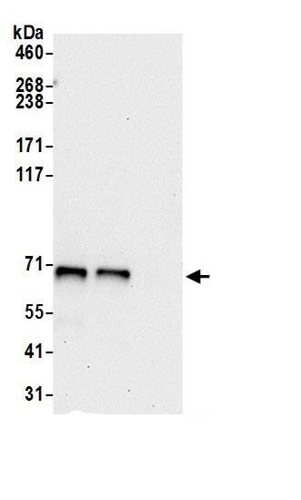 Acetyl CoA synthetase Antibody