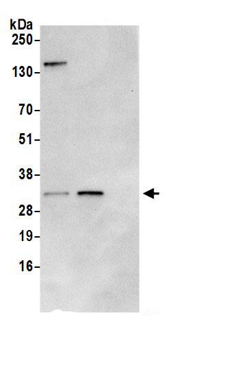 IMPA1 Antibody