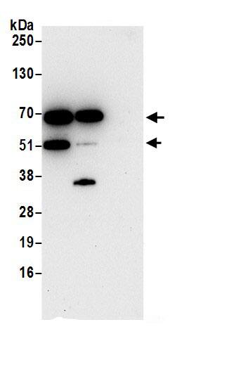 LMAN2 Antibody