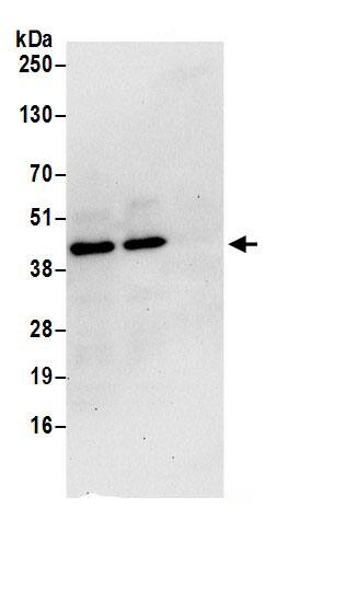 Genethonin 1 Antibody