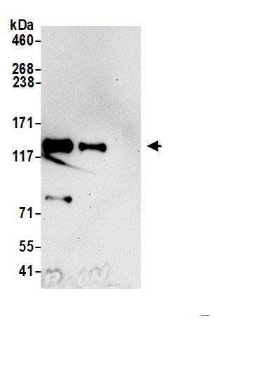 Palladin Antibody