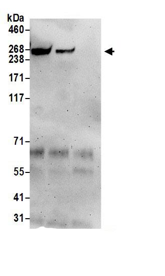 DNAJC13 Antibody