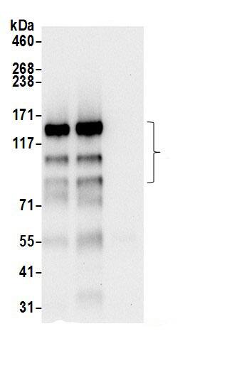 AGTPBP1 Antibody