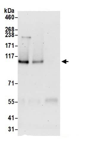 SRBD1 Antibody