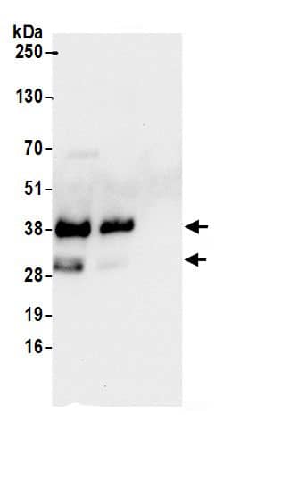 SCD-1 Antibody