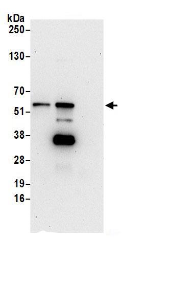 DNA Primase large subunit Antibody