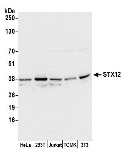 Syntaxin 12 Antibody