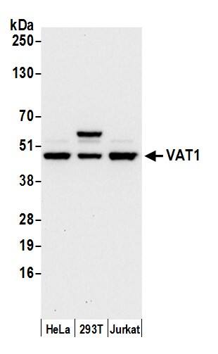 VAT1 Antibody