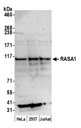 Ras-GAP Antibody