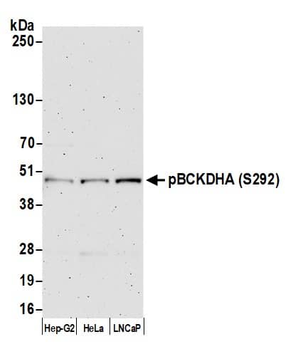 BCKDHA Antibody