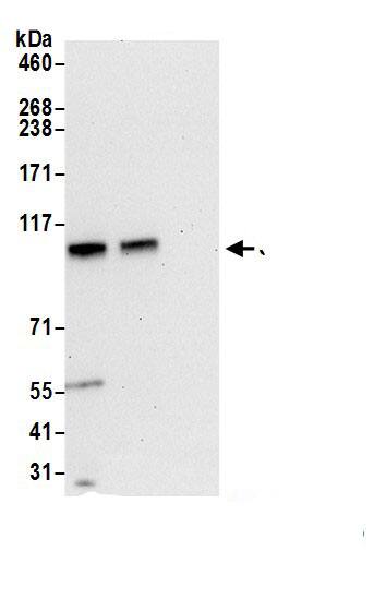 SUMO-interacting Motif (SIM) Antibody