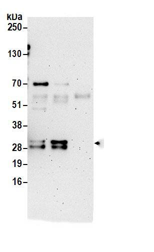 C9orf40 Antibody