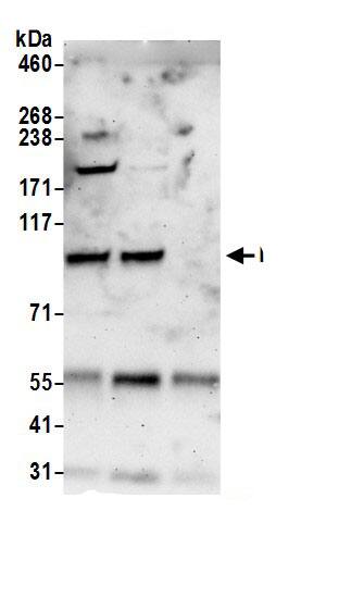 NVL Antibody