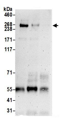 BAP28 Antibody