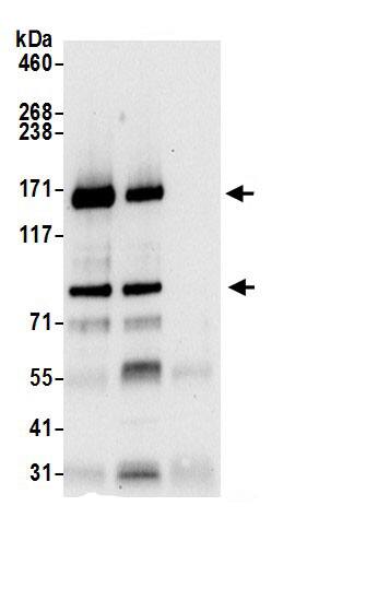 IRS4 Antibody