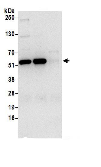 SHMT2 Antibody