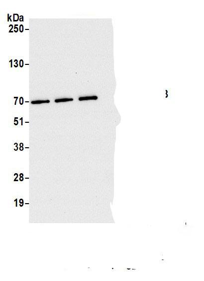 RIOK3 Antibody