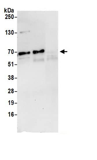 NUP62 Antibody