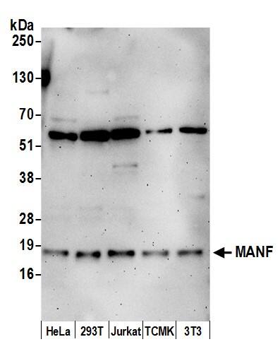 MANF Antibody