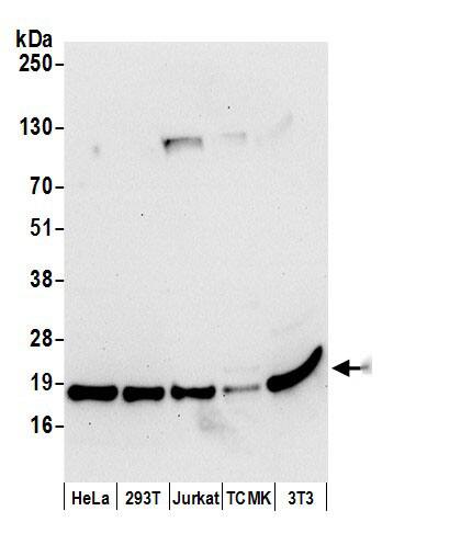 CNPY2 Antibody