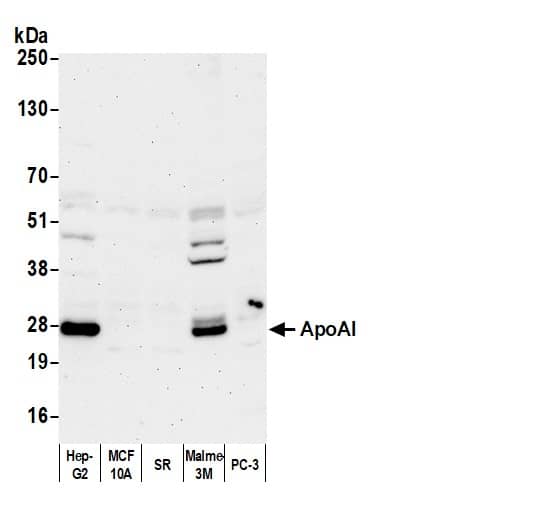 Apolipoprotein A-I/ApoA1 Antibody