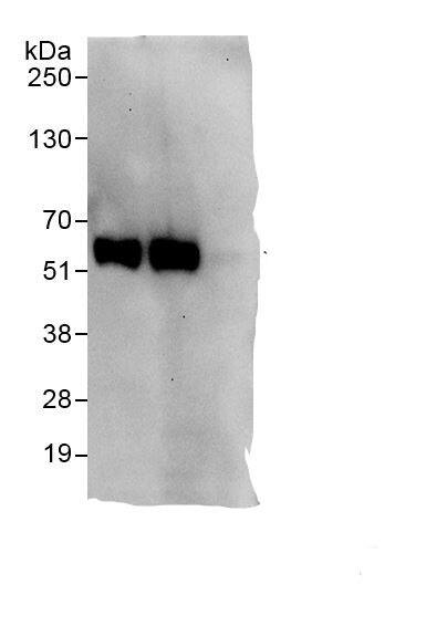 CCDC86 Antibody