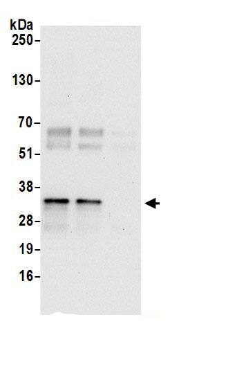 CWC15 Antibody