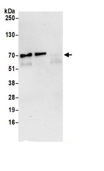 NUP62 Antibody