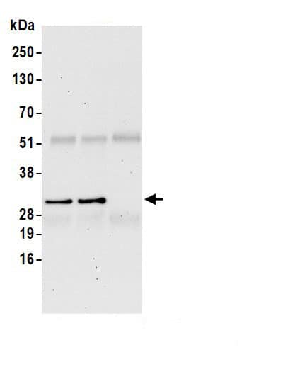 H1F0 Antibody