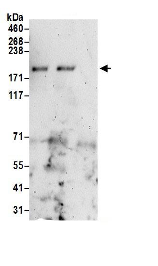 SSFA2 Antibody