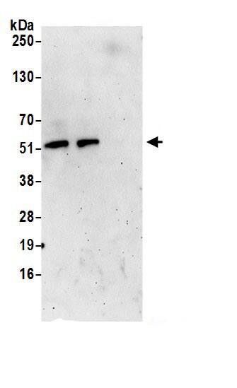 PMPCA Antibody