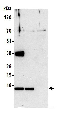 COX5b Antibody