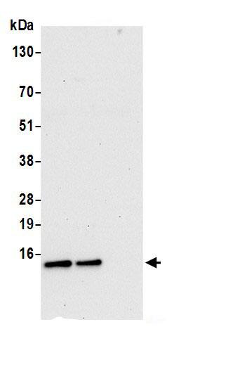 COX5b Antibody