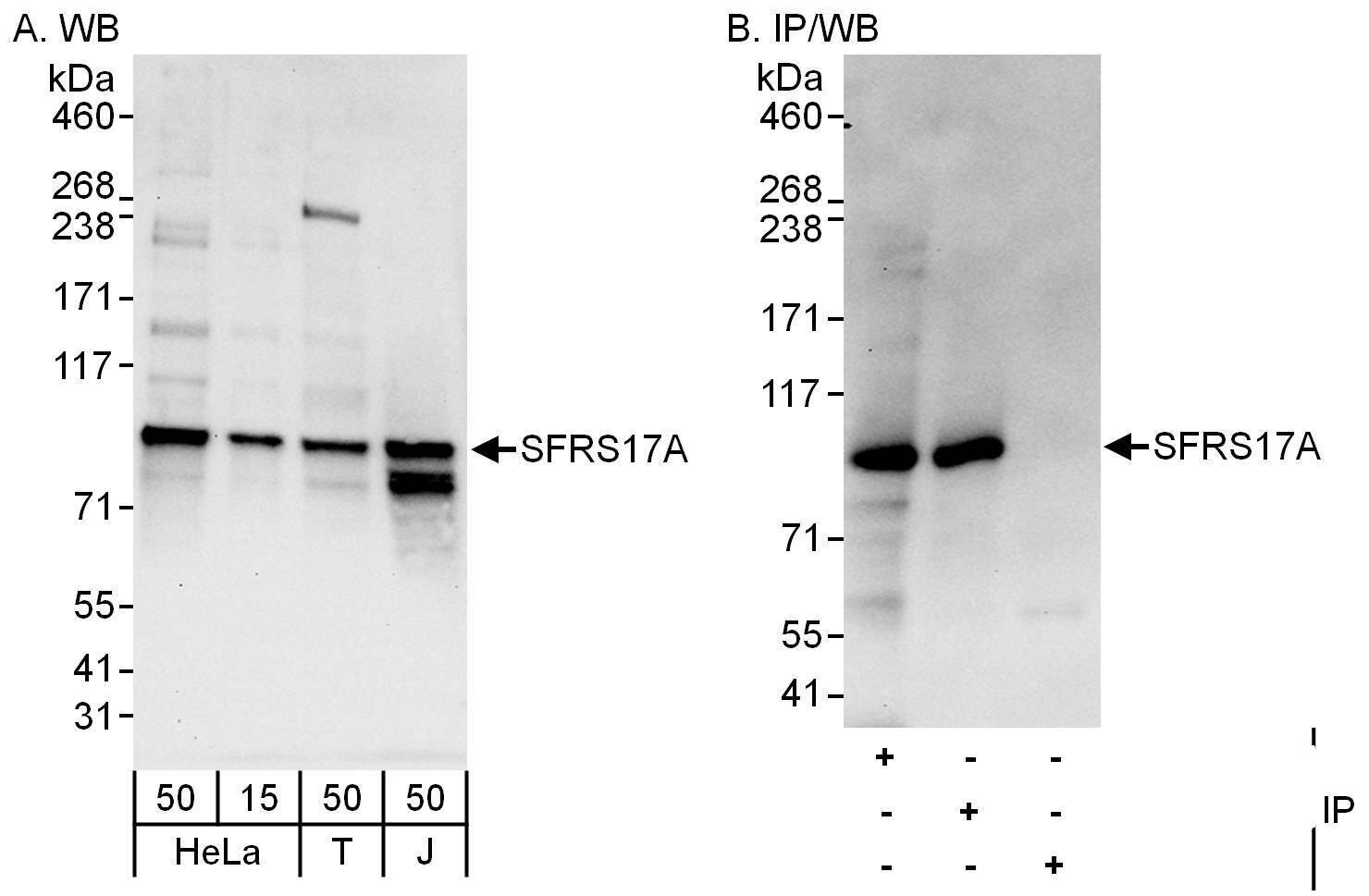 XE7 Antibody