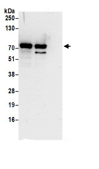 Epsin 1 Antibody