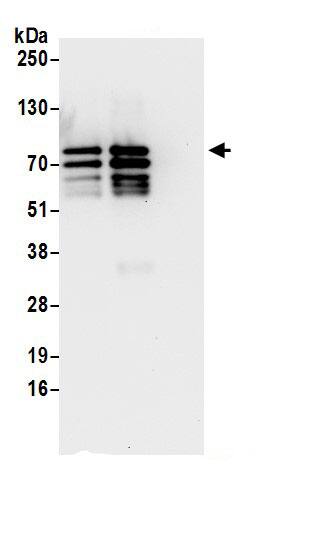 alpha-Taxilin Antibody