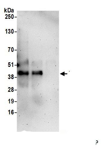 Mitochondrial fission regulator 1 Antibody