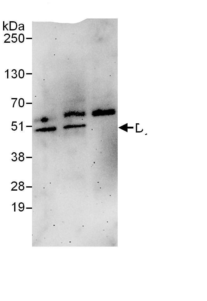 Dysbindin Antibody