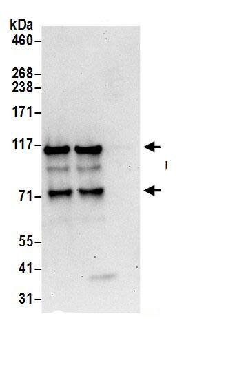 Drebrin 1 Antibody