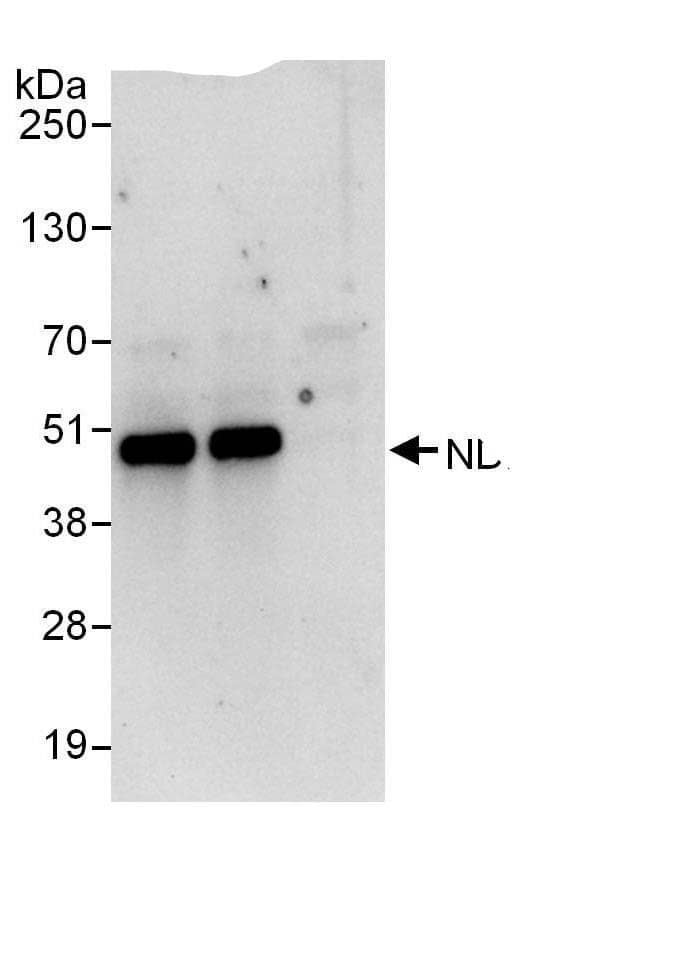 NDRG3 Antibody