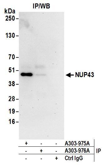 NUP43 Antibody
