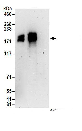 CRAMP1L Antibody