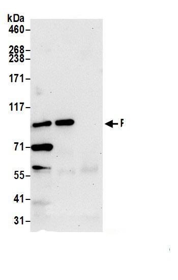 KLRAQ1 Antibody