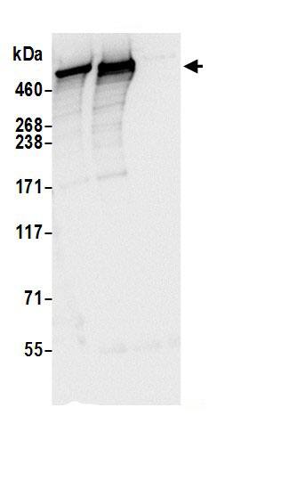 DYNC1H1 Antibody