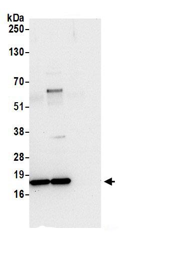 NDUFB6 Antibody